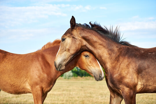 Portrait of two foals on a meadow. Together, duo portrait of cute baby foals