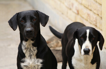 pareja de perros blanco y negro mirando a la camara