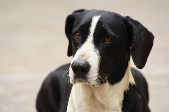Perro blanco y negro con mirada triste