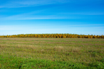 Autumn forest. Horizon. Natural background. A field overgrown with grass.
