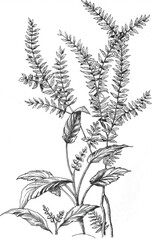 Fototapeta na wymiar dibujo lineal a mano alzada en blanco y negro de flores, helecho y hojas