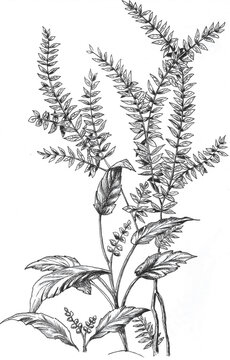 dibujo lineal a mano alzada en blanco y negro de flores, helecho y hojas