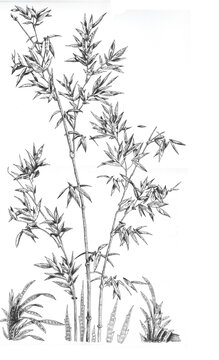dibujo lineal a mano alzada en blanco y negro de flores, cañas y hojas