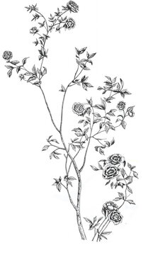 dibujo lineal a mano alzada en blanco y negro de flores, rosas y hojas