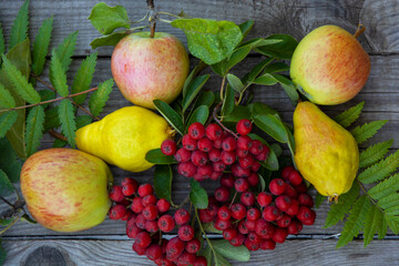 Still life of fruits and berries. Apples, pears and rowan berries on a wooden background.