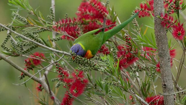 high frame rate tracking shot of a rainbow lorikeet feeding on red bottlebrush flowers
