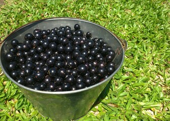 Isolated metal bucket full of jabuticaba fruits (plinia cauliflora) on the grass in a backyard.