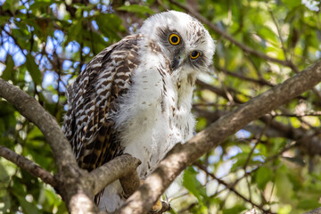 Juvenile Powerful Owl roosting in tree by day