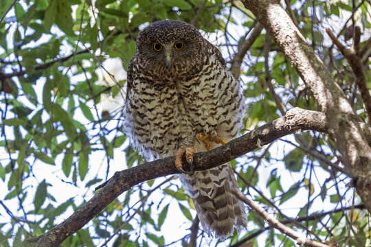 Powerful Owl roosting in tree by day