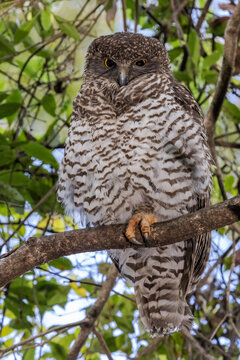 Powerful Owl roosting in tree by day