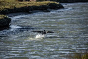 Obraz premium ducks in the water