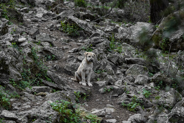 marmot in the mountains