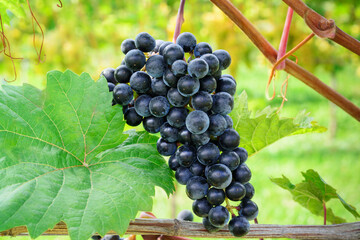 A bunch of black ripe grapes on a blurred green background