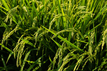 Immature rice plant growing in a Japanese field.