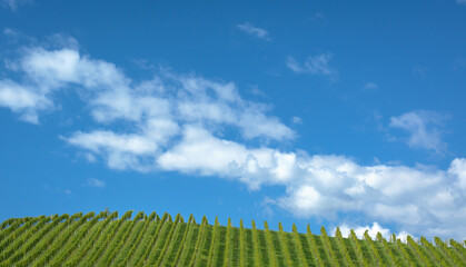 Fototapeta na wymiar Background with green vineyard and blue sky