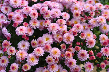 Gigi Pink Chrysanthemum close up