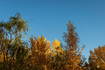 Autumn Colors