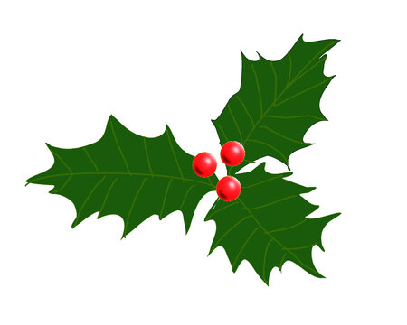 Green Christmas holly with red berries vector