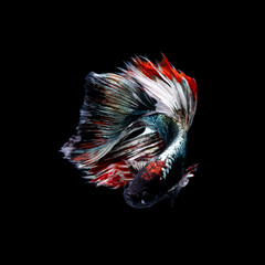 Beautiful multi color of Siamese fighting fish