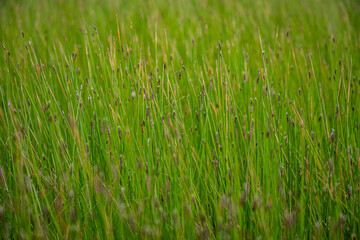 Black Tips of Green Grasses