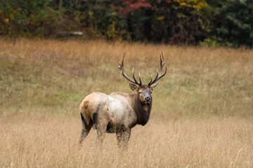 Bull Elk Looks Back At Camera
