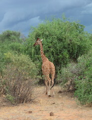 A Giraffe feeding on a tall tree. Taken in Kenya