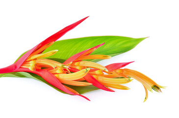 heliconia and leaves isolated on white background