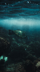 turtle swimming