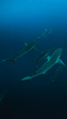 sharks