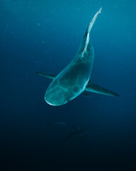 shark in the sea