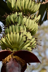 Bunch of Green Bananas with Banana Flower Growing on Tree