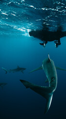 Sharks