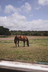 horse in the field