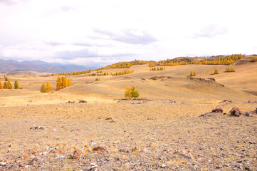 Deserted hilly steppe with rare yellowed larches overlooking the snow-capped peaks of the mountain range.