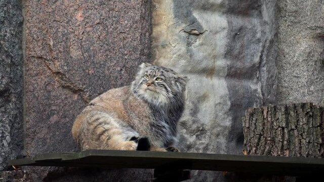 A rare, cautious and timid animal Felis manul, Pallas's cat 