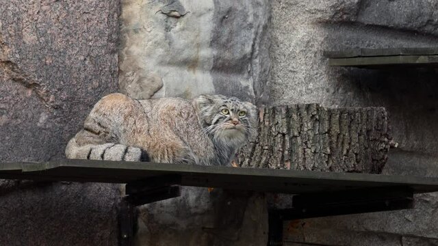 A rare, cautious and timid animal Felis manul, Pallas's cat 