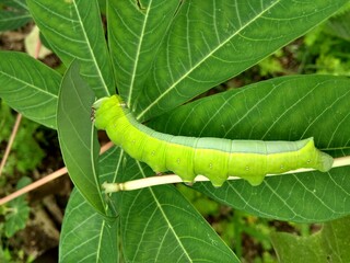 green caterpillar on a leaf