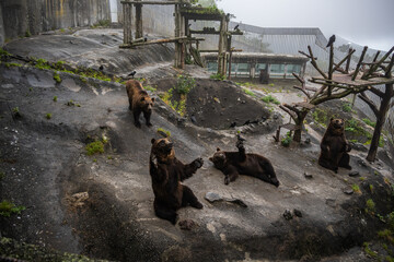 エサをねだるエゾヒグマ - High ISO