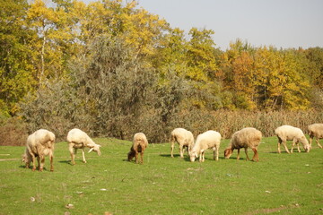 Obraz premium Pictures of sheep sheep field, Stock Photos