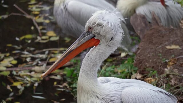 Pelicans are cleaning their feathers. Close-up.