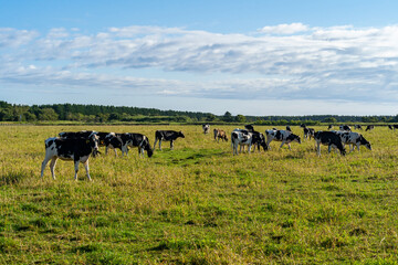 北海道の風景 (日本 - 北海道 - エサヌカ線)

