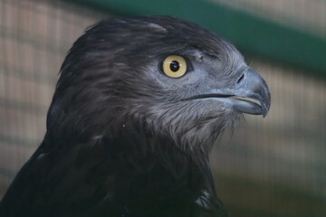 Falcon
