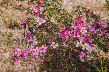 Obraz premium native Australian pink tea tree plant with plenty of flowers outdoor in beautiful tropical backyard