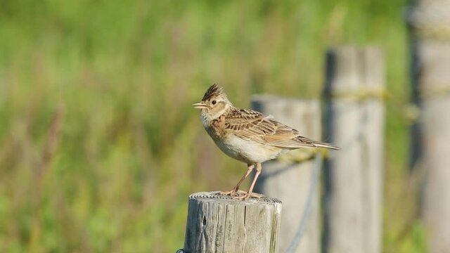 さえずるヒバリ(鳴き声あり)