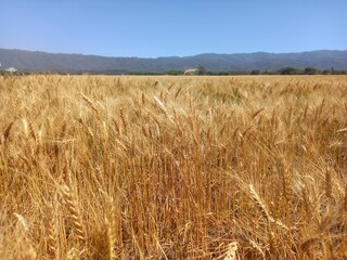 Fototapeta na wymiar Golden wheat fields in Northern Argentina