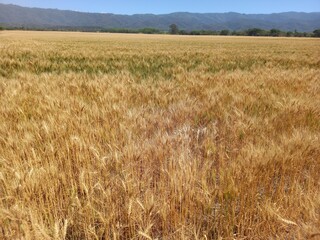 Golden wheat fields in Northern Argentina