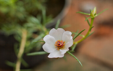 Portulaca grandiflora Flower in the Garden