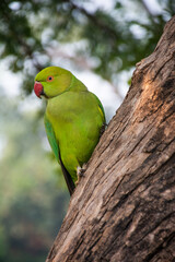 parrot near the taj mahal in india
