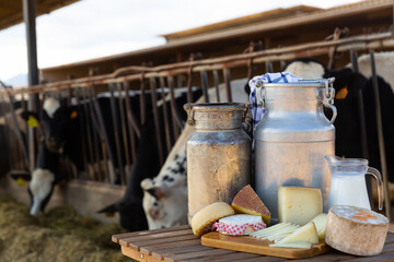 Fototapeta premium Various types of fresh natural farm dairy products on table on background of open cowshed..