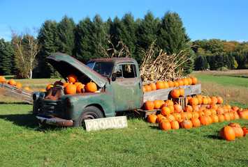 pumpkins on a farm